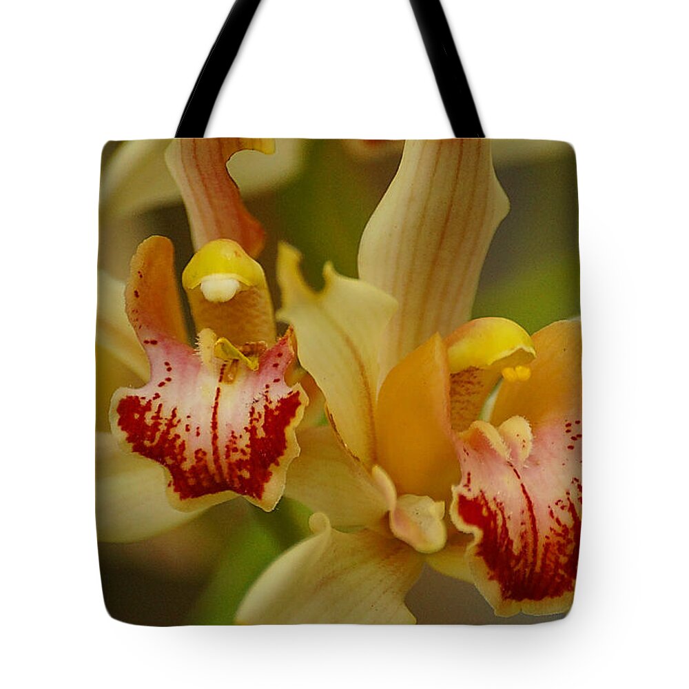 Orchid Tote Bag featuring the photograph Cymbidium Twins by Blair Wainman