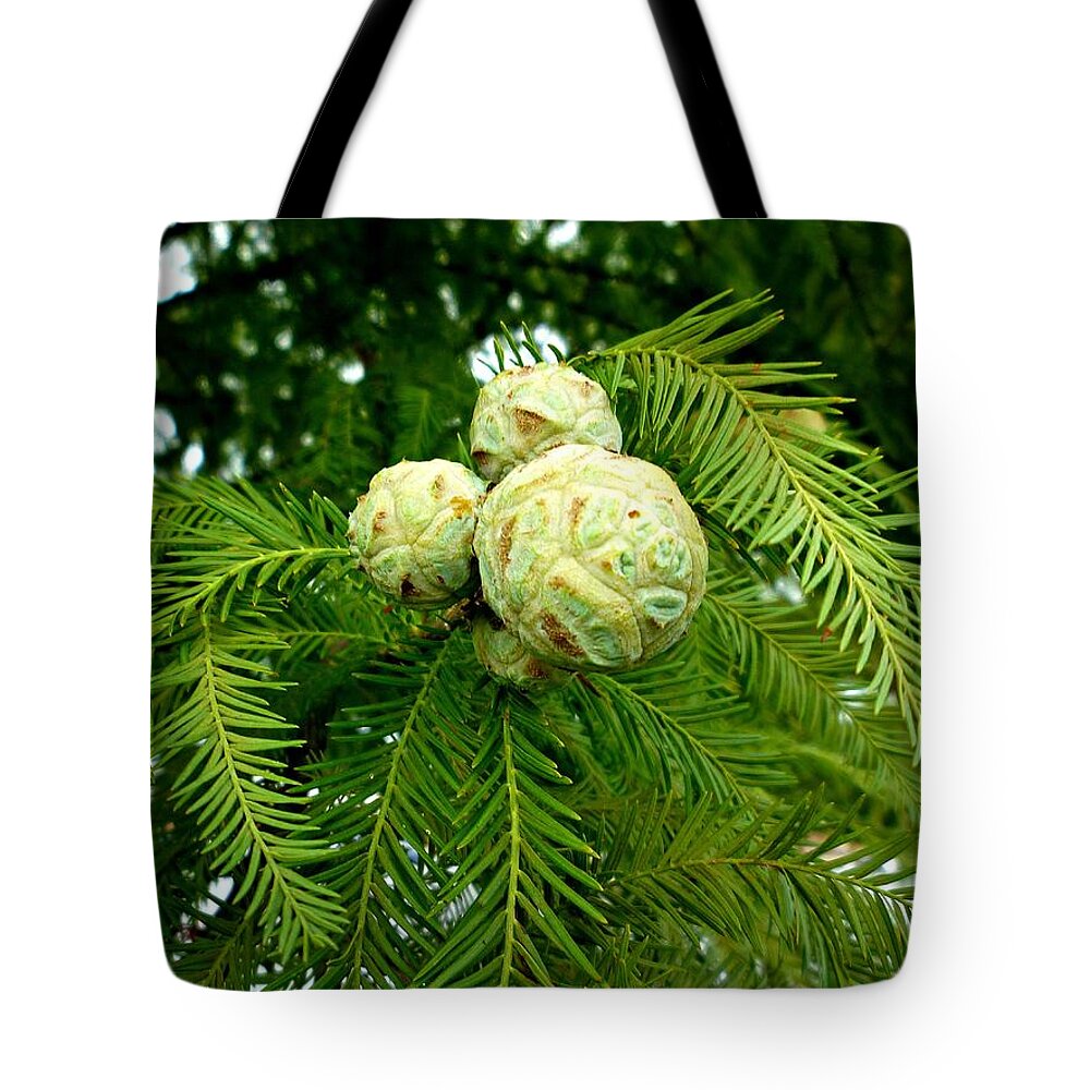 Cypress Tote Bag featuring the photograph Cypress by Pete Trenholm