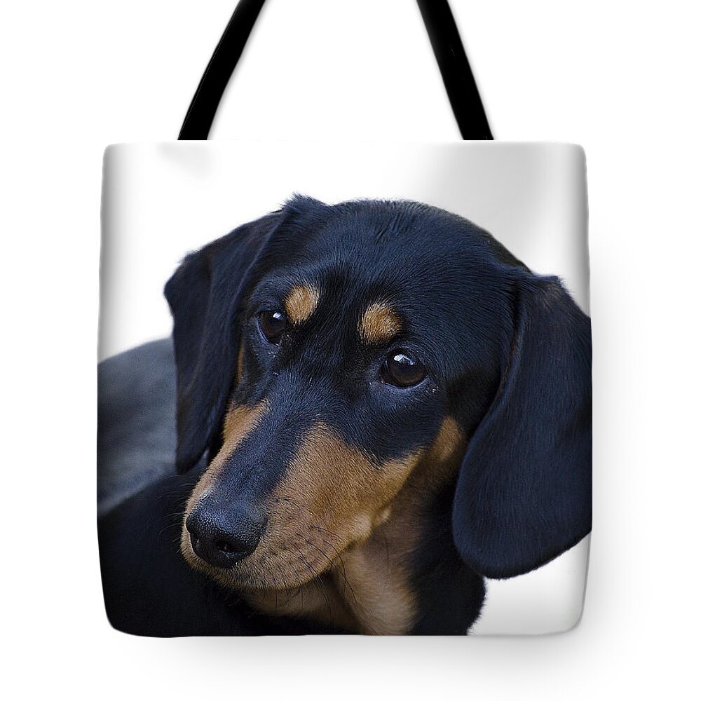 Dog Tote Bag featuring the photograph Dachshund by Linsey Williams