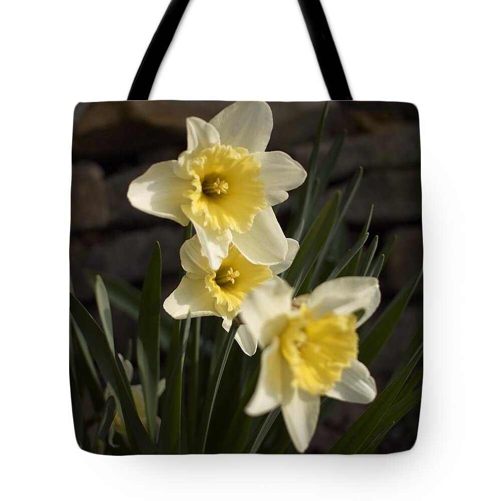 Daffodils Tote Bag featuring the photograph Daffs by Steve Ondrus
