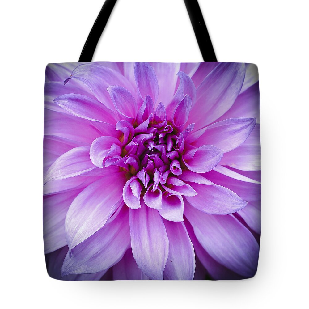 Asteraceae Tote Bag featuring the photograph Dahlia Dahling by Christi Kraft