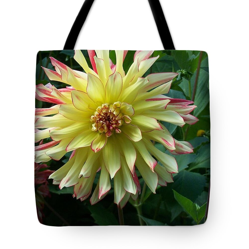 Dahlia Tote Bag featuring the photograph Dahlia Vo Vo Gal by Catherine Gagne