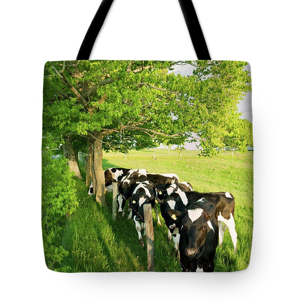 Cow Tote Bag featuring the photograph Dairy Cows by Shaunl
