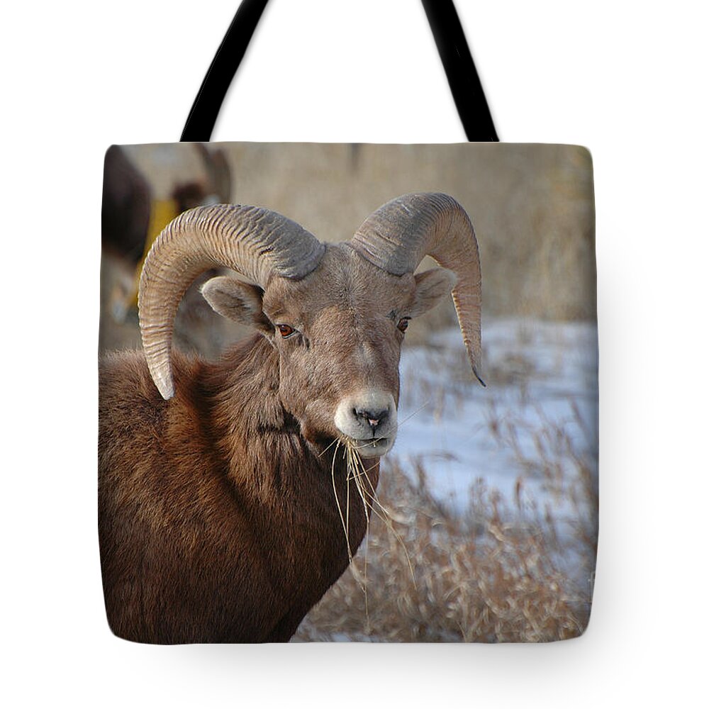 Crisp Tote Bag featuring the photograph Dakota Big Horn Sheep by Joan Wallner