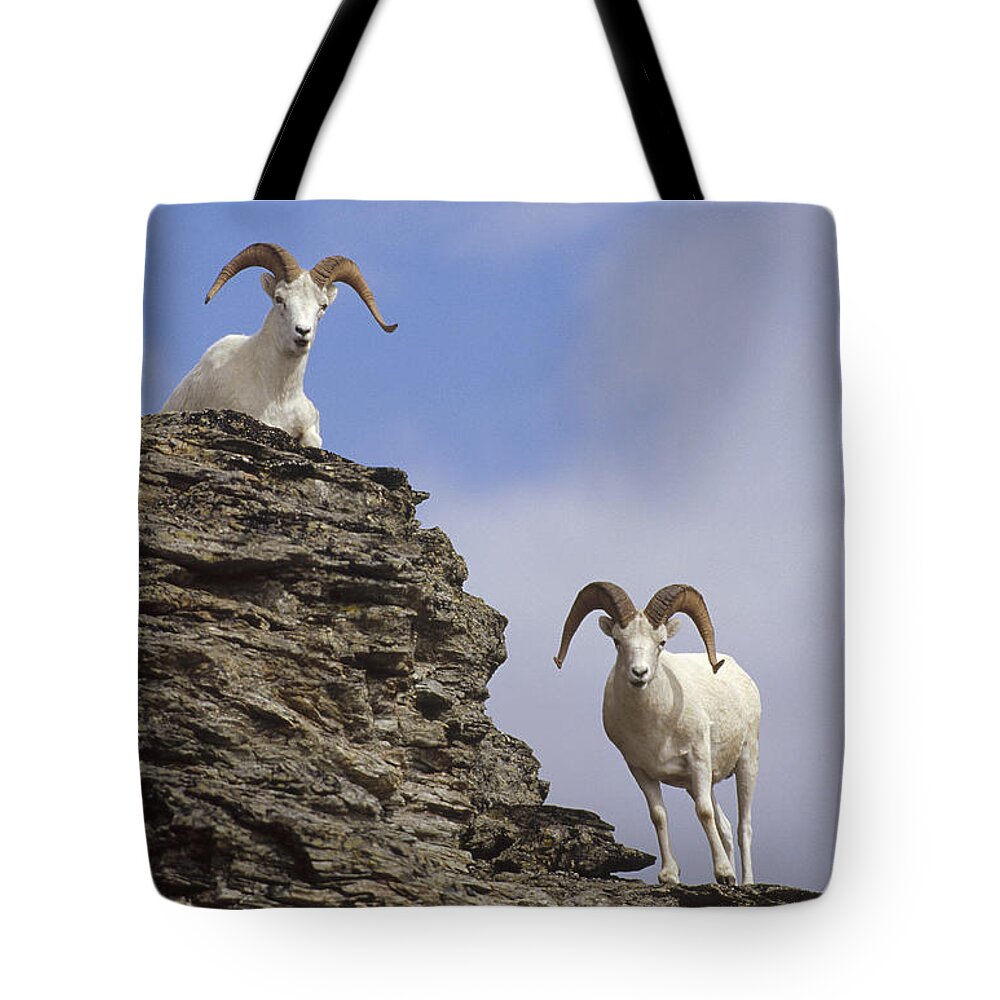 Feb0514 Tote Bag featuring the photograph Dalls Sheep On Rock Outcrop North by Michael Quinton