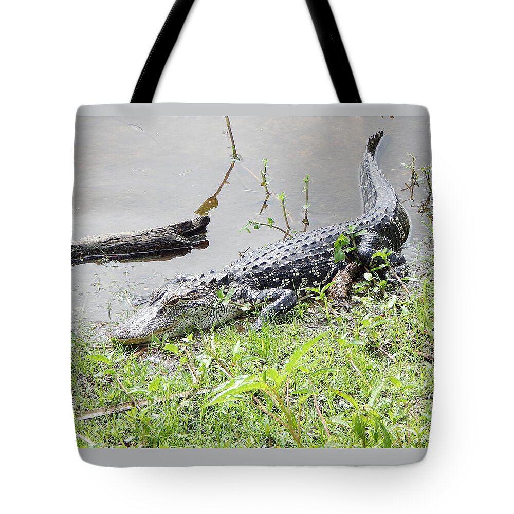 Florida Fresh Water Alligator. Alligator In Florida Lake Tote Bag featuring the photograph Danger Danger Will Robinson by Terry Baker