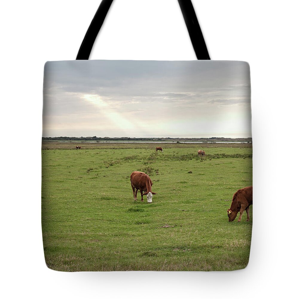 Cow Tote Bag featuring the photograph Danish Cows by Carstenbrandt