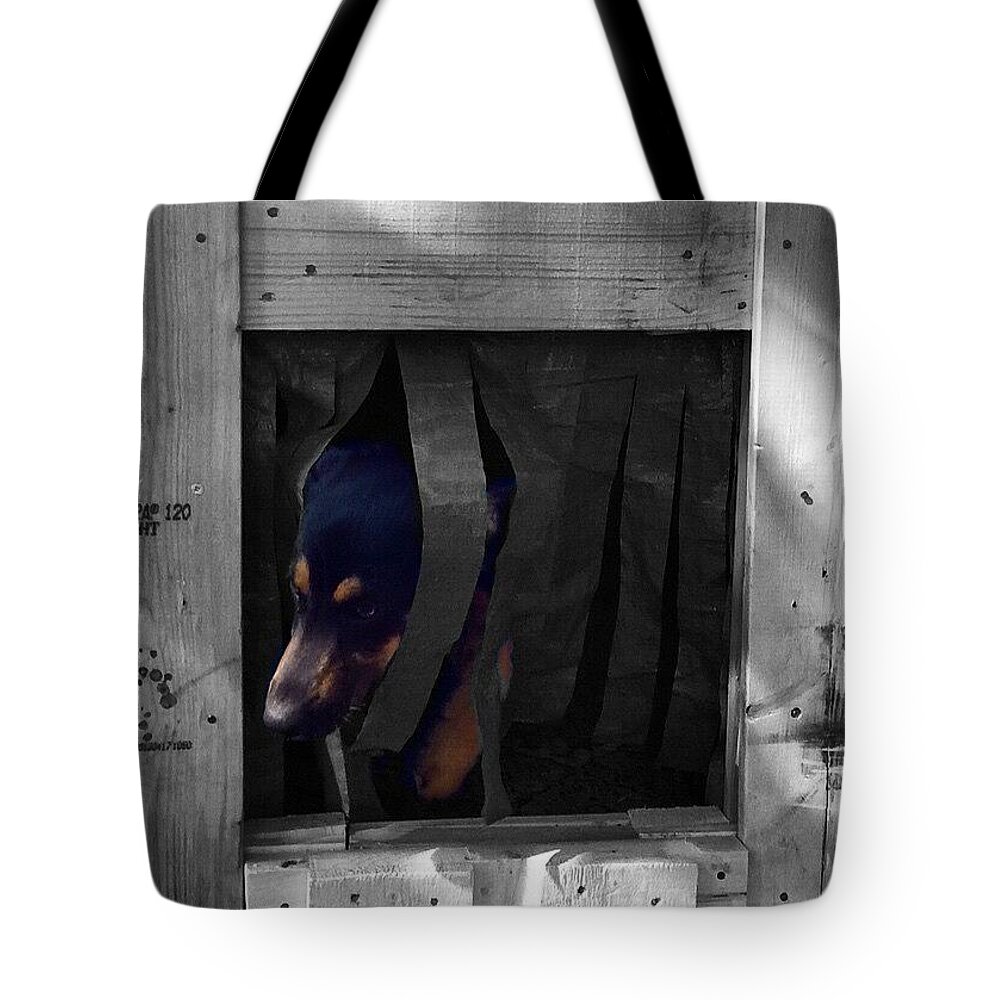 Germanshepherd Tote Bag featuring the photograph Darcy 
#dog #dogs #darcy #gsd by Abbie Shores