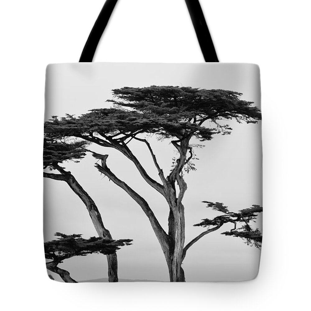 2012 Tote Bag featuring the photograph Dark Cypress by Melinda Ledsome