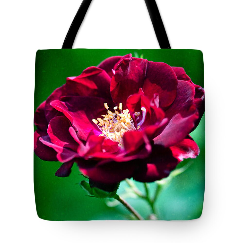 Garden Tote Bag featuring the photograph Dark Red Rose by Crystal Wightman