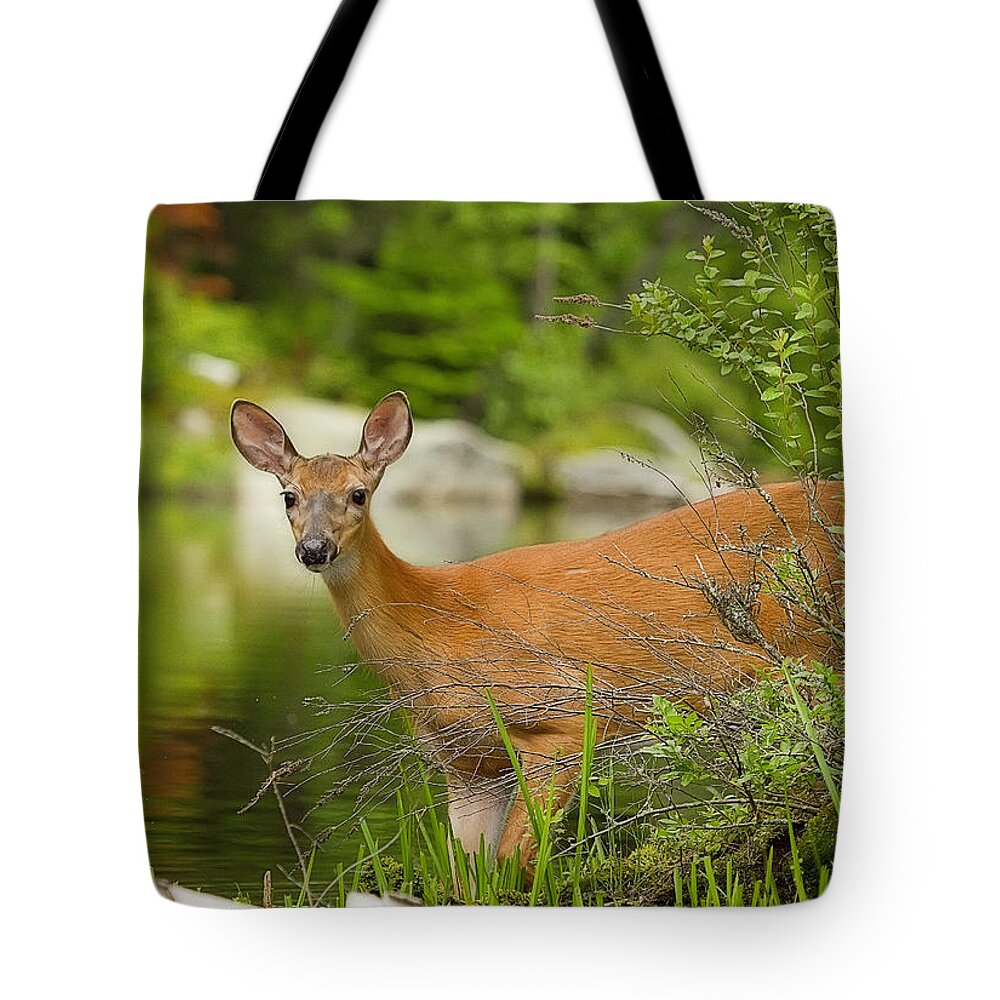 Deer Tote Bag featuring the photograph Doe at Waters Edge by John Vose