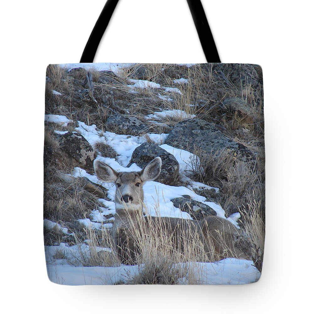 Mule Deer Tote Bag featuring the photograph Resting In Snow by Carl Moore