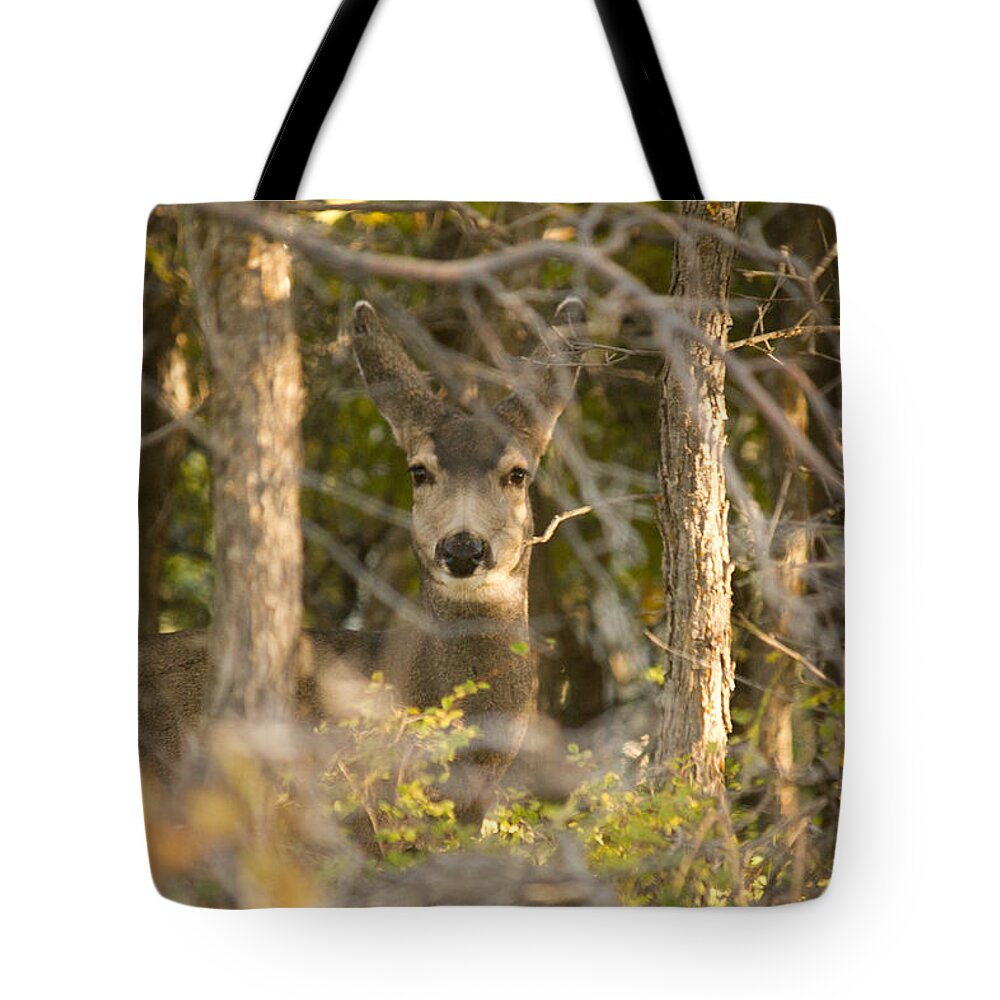 Deer Tote Bag featuring the photograph Deer Frame by Dawn Morrow
