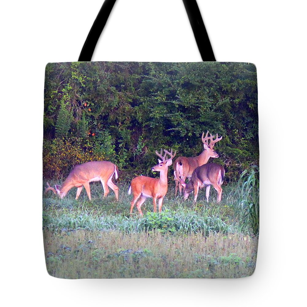 Deer Tote Bag featuring the photograph Deer-IMG-0160-005 by Travis Truelove