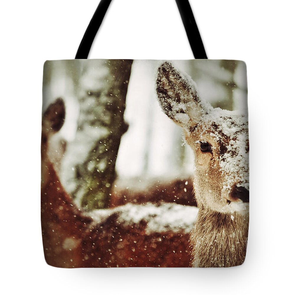 Closeup Tote Bag featuring the photograph Deer in the snow by Nick Biemans