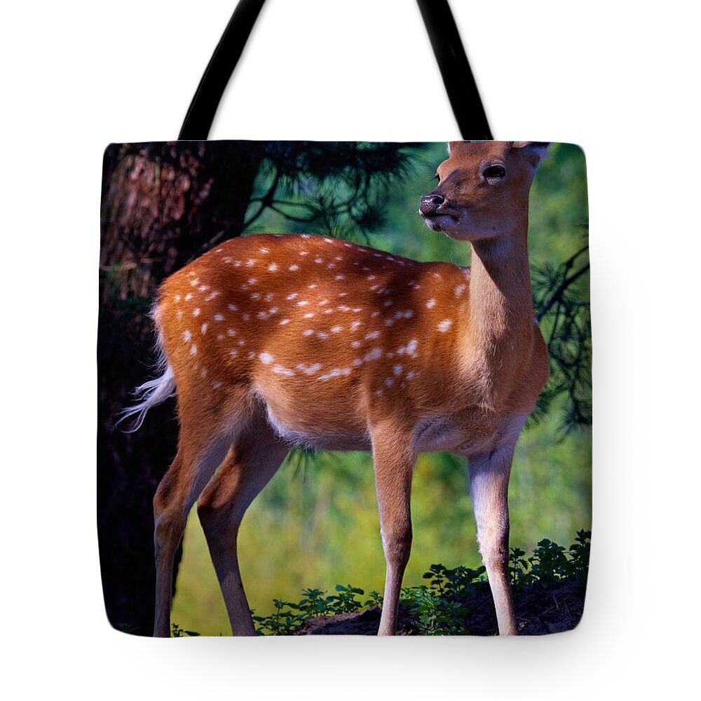 Deer Tote Bag featuring the photograph Deer in the woods by Nick Biemans
