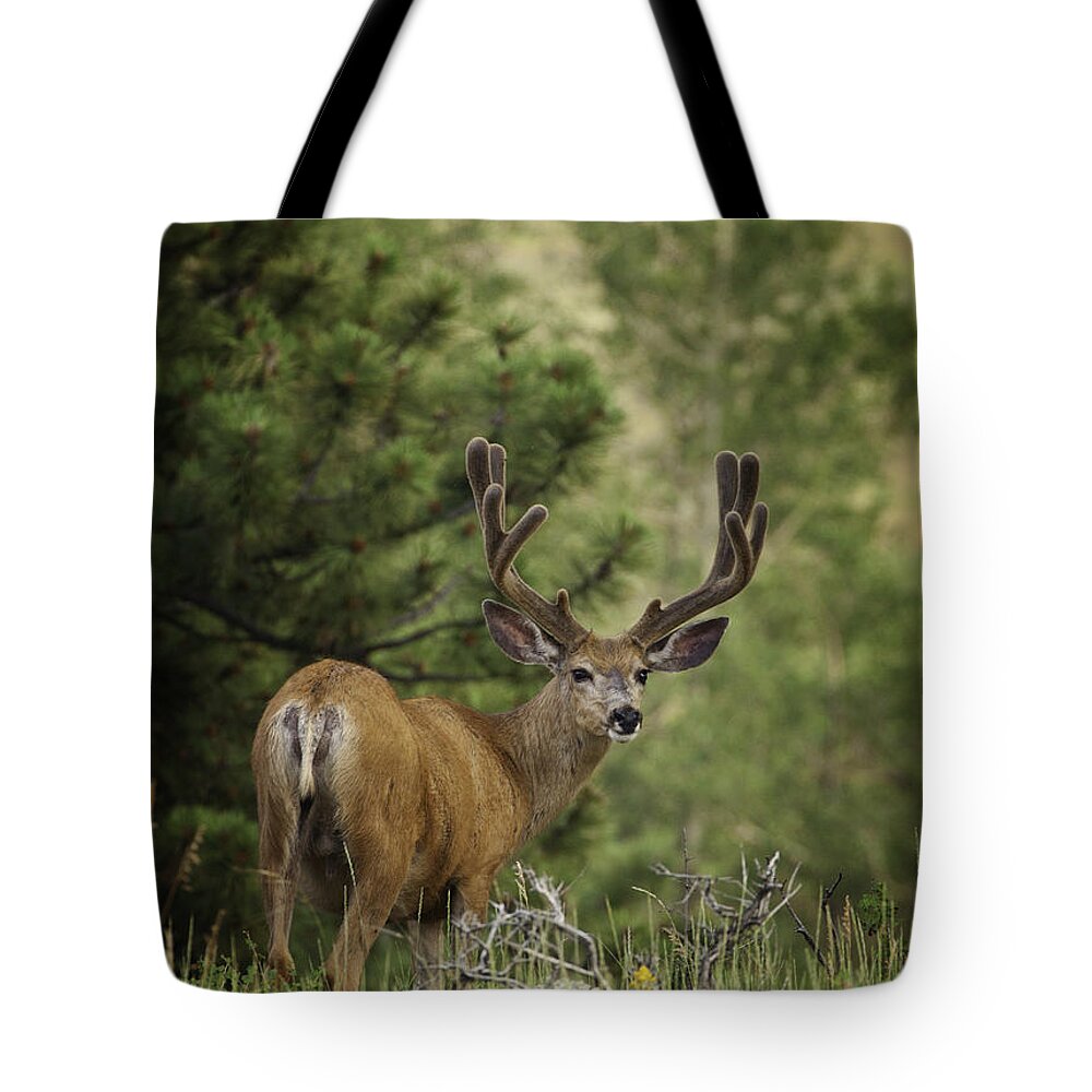 Deer Tote Bag featuring the photograph Deer in Velvet by Darren White