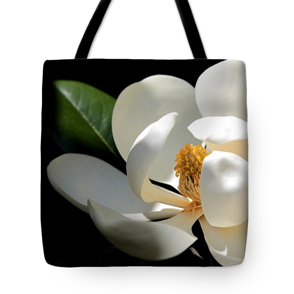 Magnolia Tote Bag featuring the photograph Delicate Magnolia by Carol Groenen