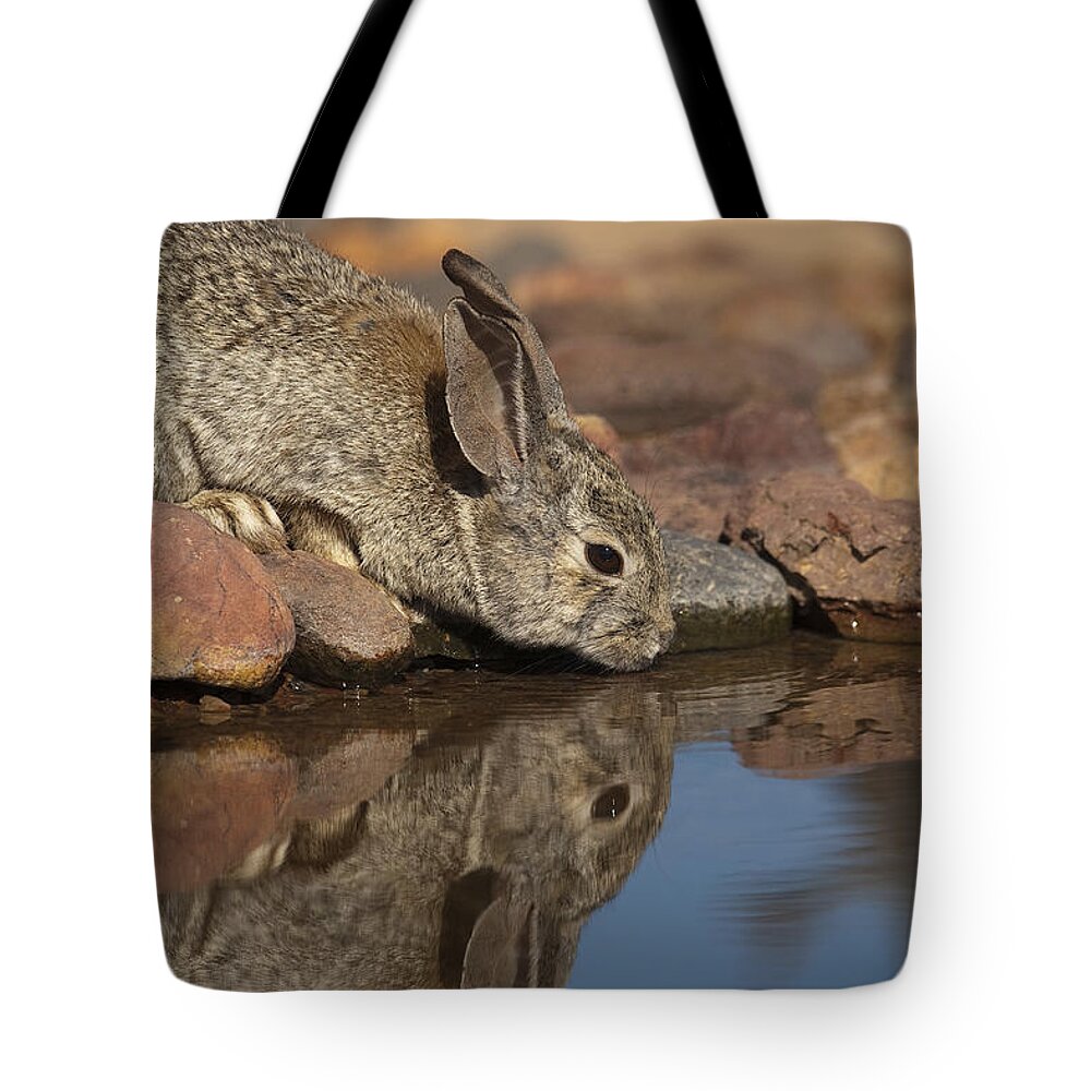 Feb0514 Tote Bag featuring the photograph Desert Cottontail Drinking Santa Rita by Tom Vezo