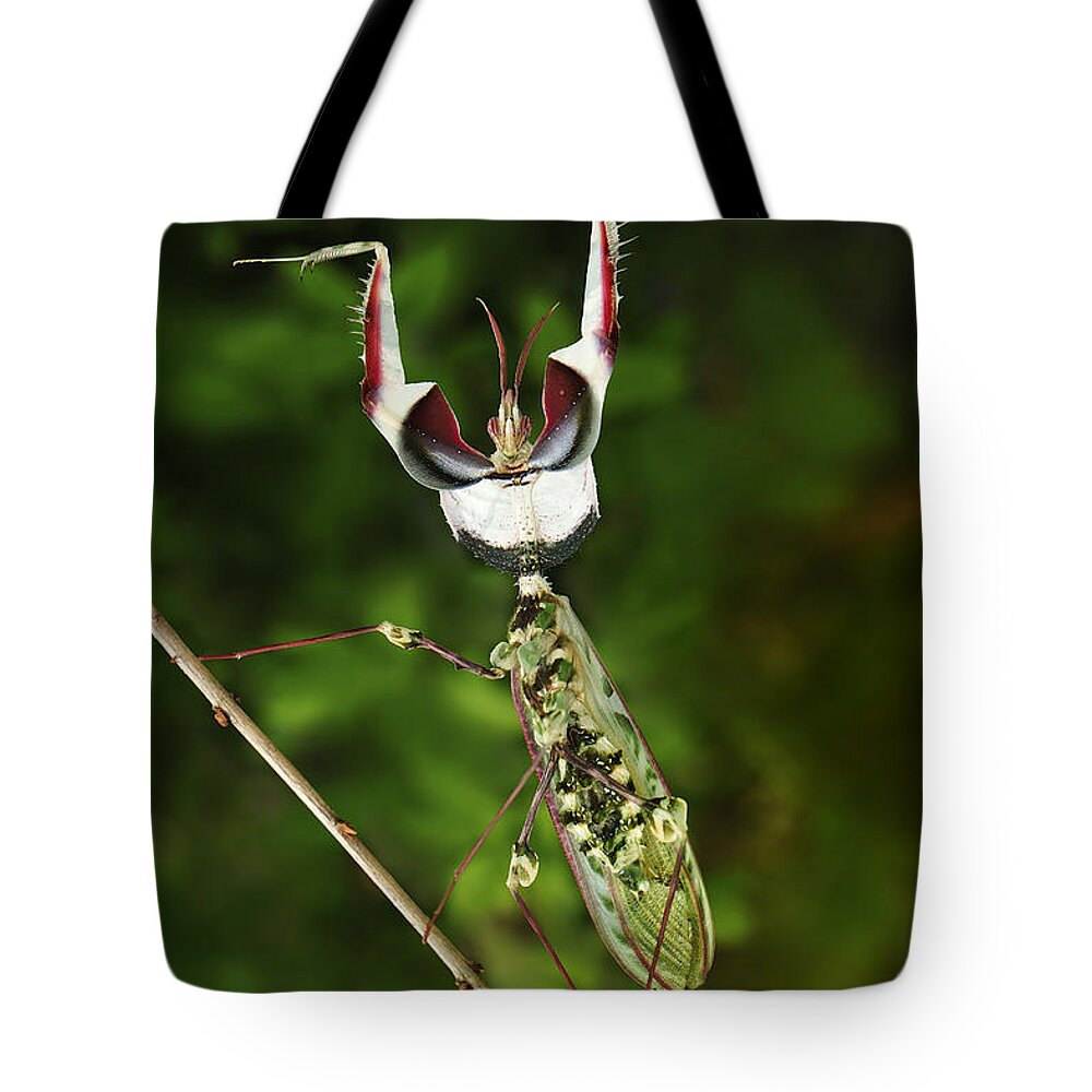Thomas Marent Tote Bag featuring the photograph Devils Praying Mantis In Defensive by Thomas Marent