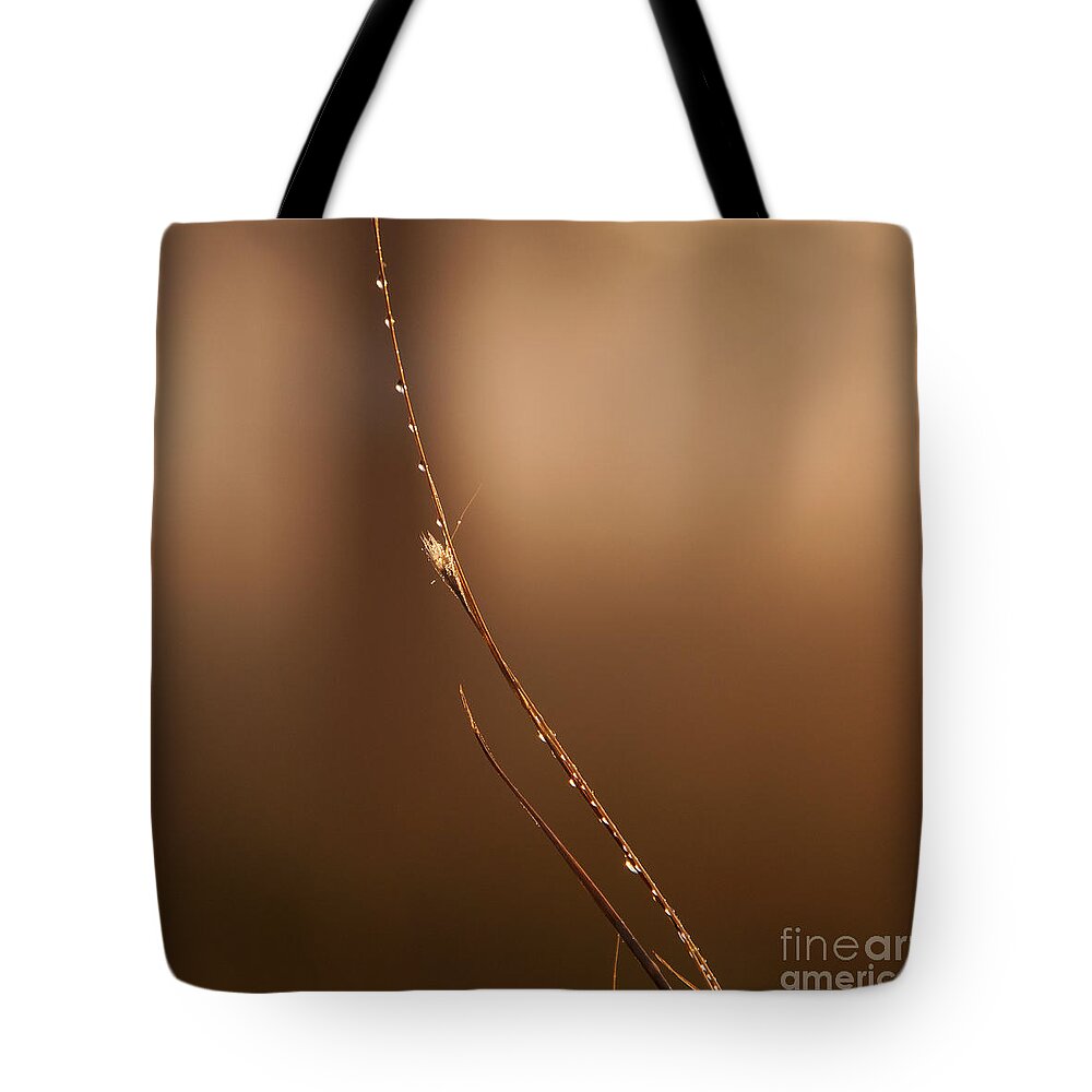 Sunrise Tote Bag featuring the photograph Dew Drops on a Twig by Roy Thoman