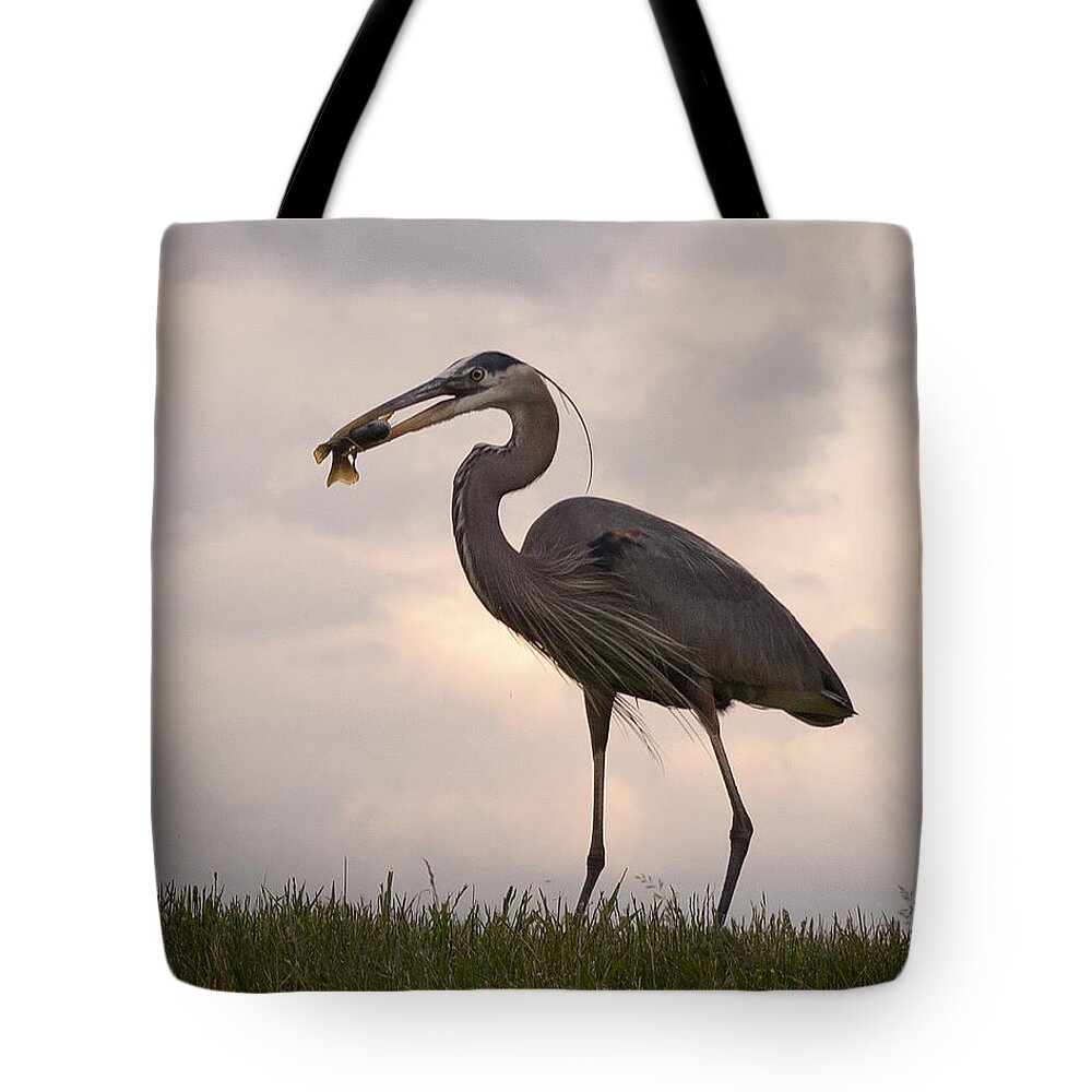 Shore Bird Tote Bag featuring the photograph Dinner Time by Terri Harper