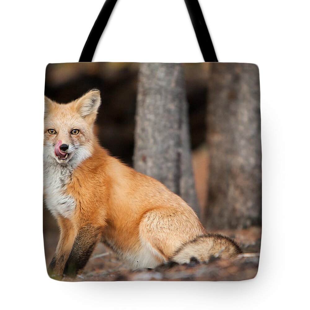 Colorado Tote Bag featuring the photograph Dinner Was Good by John Wadleigh