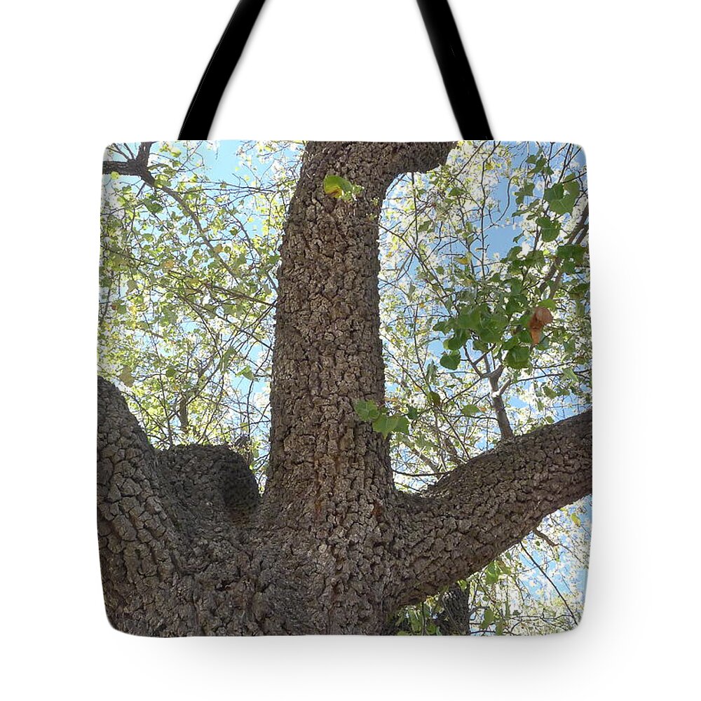 Dino Tote Bag featuring the photograph Dino Tree by Nora Boghossian