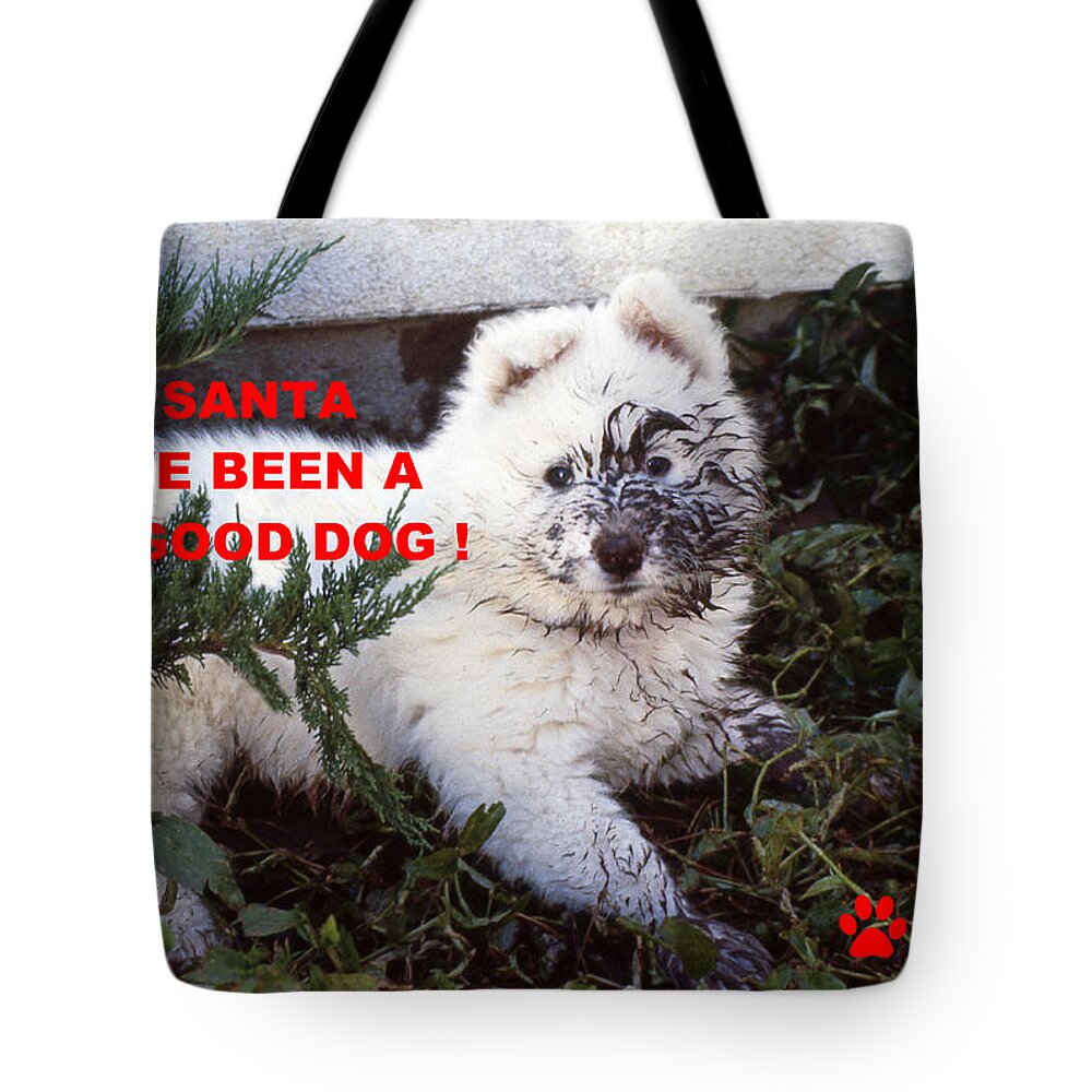 Christmas Card Tote Bag featuring the photograph Dirty Dog Christmas Card by Ginny Barklow