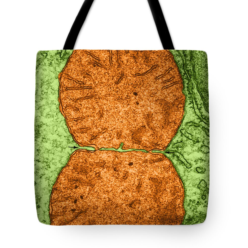 Rat Liver Tem Tote Bag featuring the photograph Dividing Mitochondrion Tem by Don W Fawcett