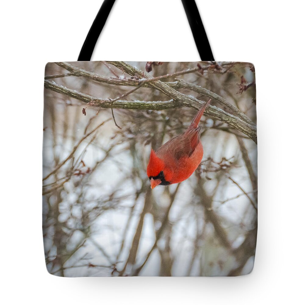 Jan Holden Tote Bag featuring the photograph Diving Cardinal by Holden The Moment