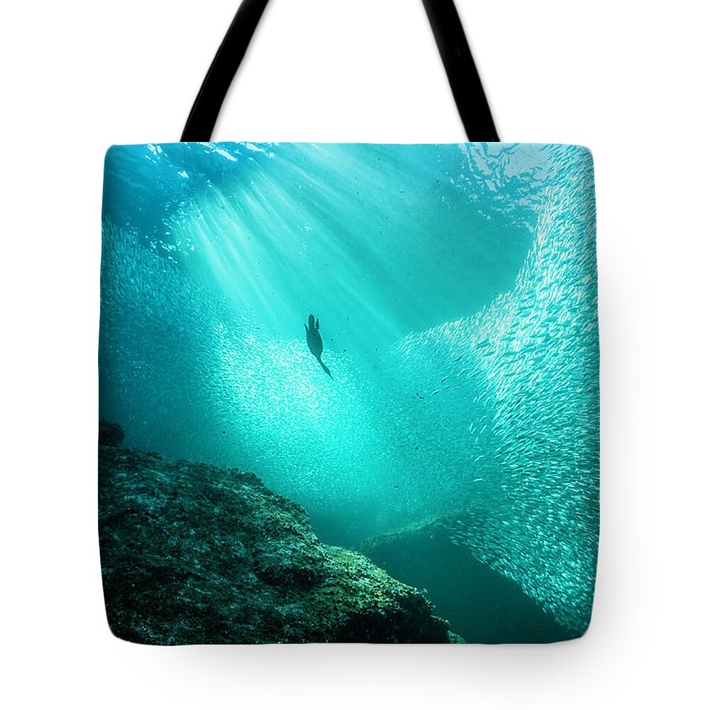 Underwater Tote Bag featuring the photograph Diving Into Bait Fish by By Wildestanimal