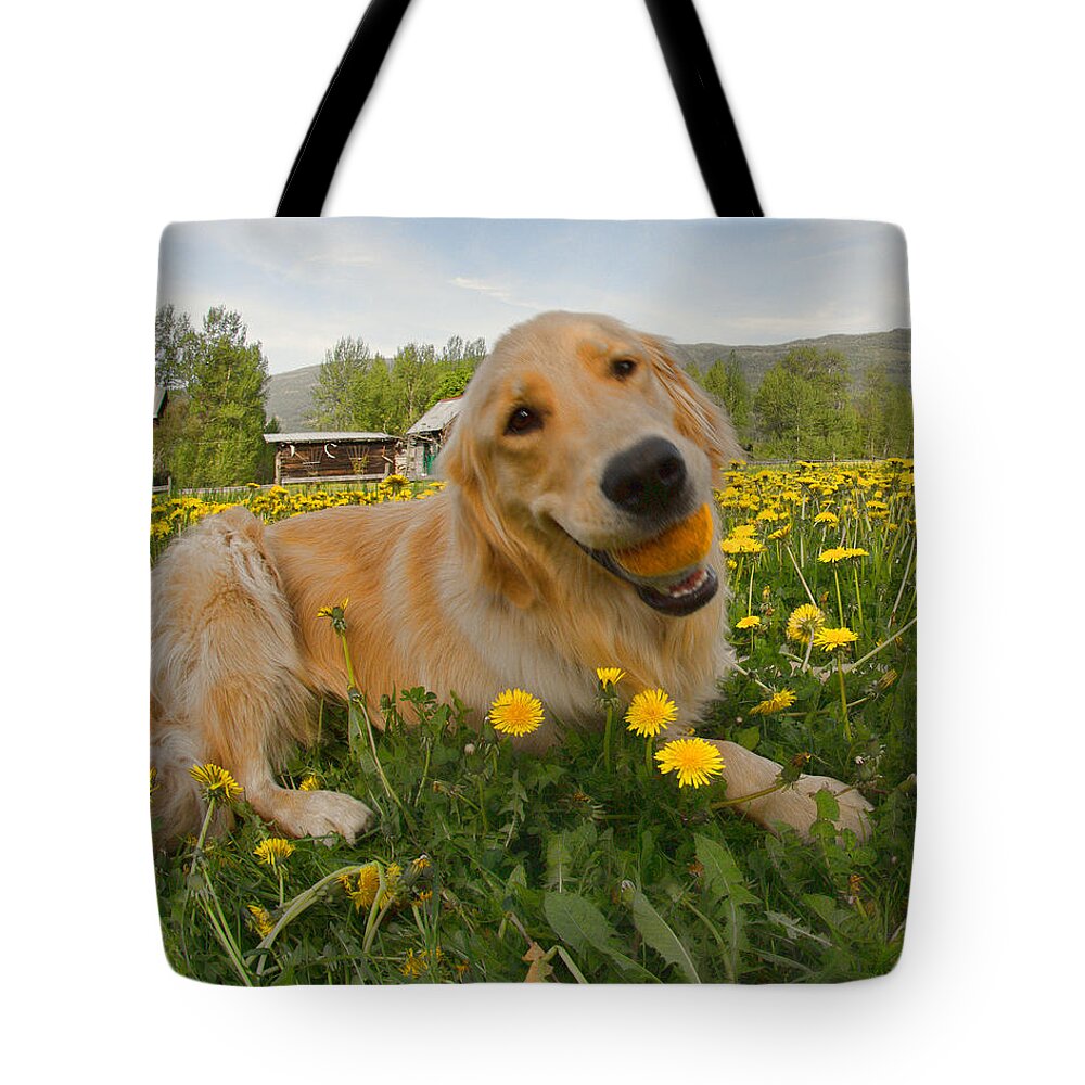Puppy Tote Bag featuring the photograph Dog Ball and Dandelions by Allan Van Gasbeck