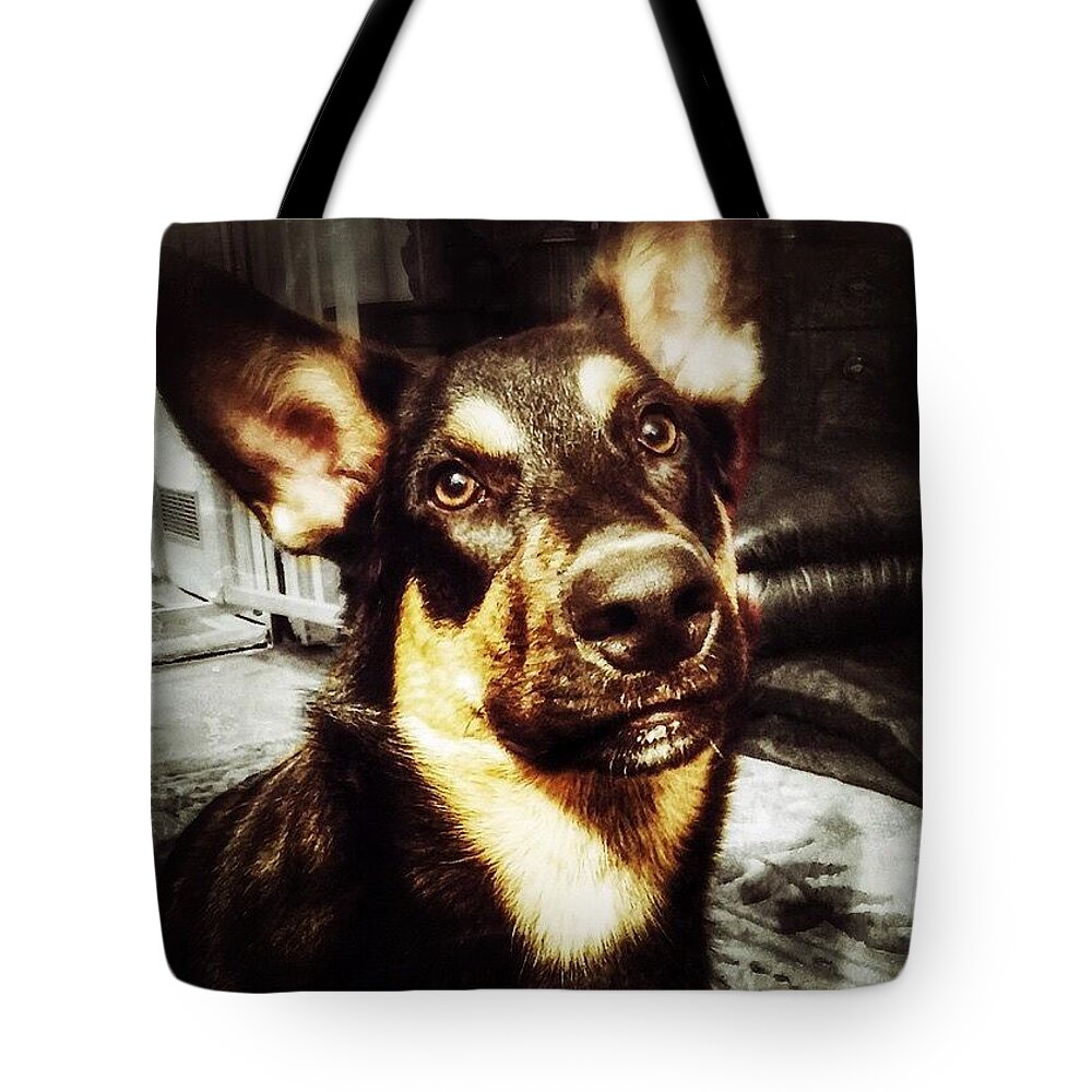 Germanshepherd Tote Bag featuring the photograph #dog #darcy #dogoftheday by Abbie Shores