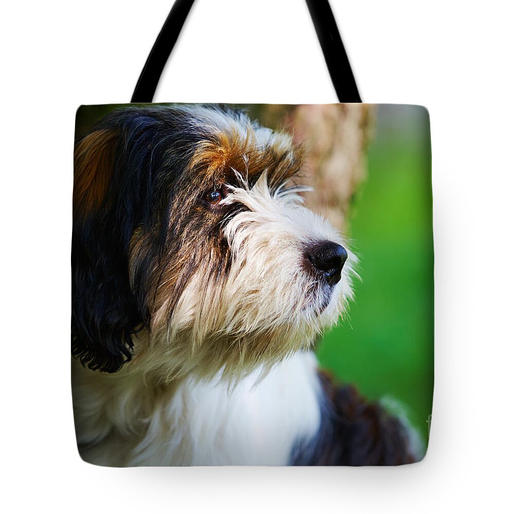 Staring Tote Bag featuring the photograph Dog sitting next to a tree by Nick Biemans