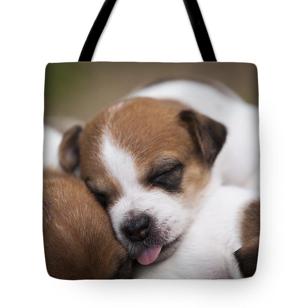 Puppies Tote Bag featuring the photograph Dog Tired by Amber Kresge