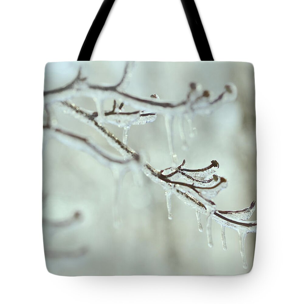 Winter Tote Bag featuring the photograph Dogwood Blues by Carol Senske