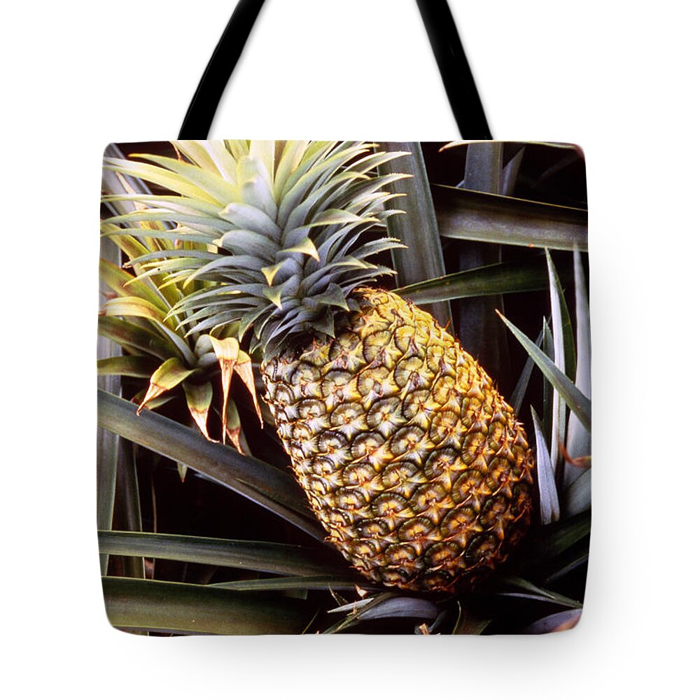 Dole Pineapple Plantation Tote Bag featuring the photograph Dole Pineapple Plantation, Oahu, Hawaii by Ned Haines