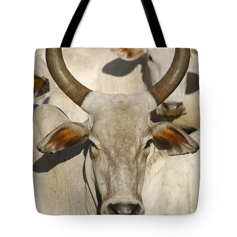 00210587 Tote Bag featuring the photograph Domestic Cattle Brazil by Pete Oxford