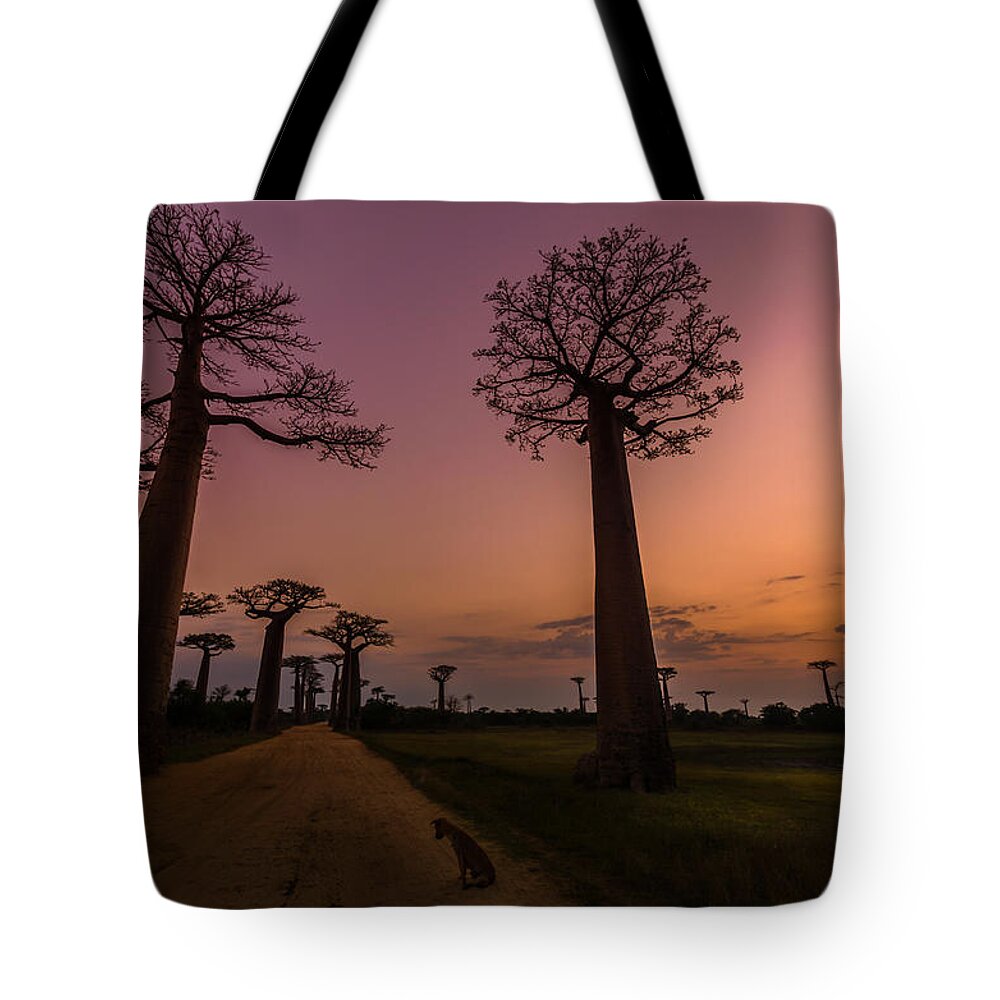 Baobab Tote Bag featuring the photograph Don't Wake Me by Linda Villers