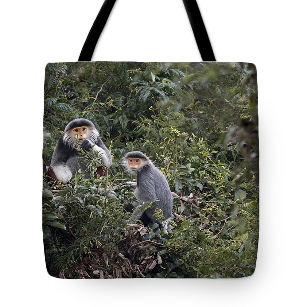 Cyril Ruoso Tote Bag featuring the photograph Douc Langur Male And Females Vietnam by Cyril Ruoso
