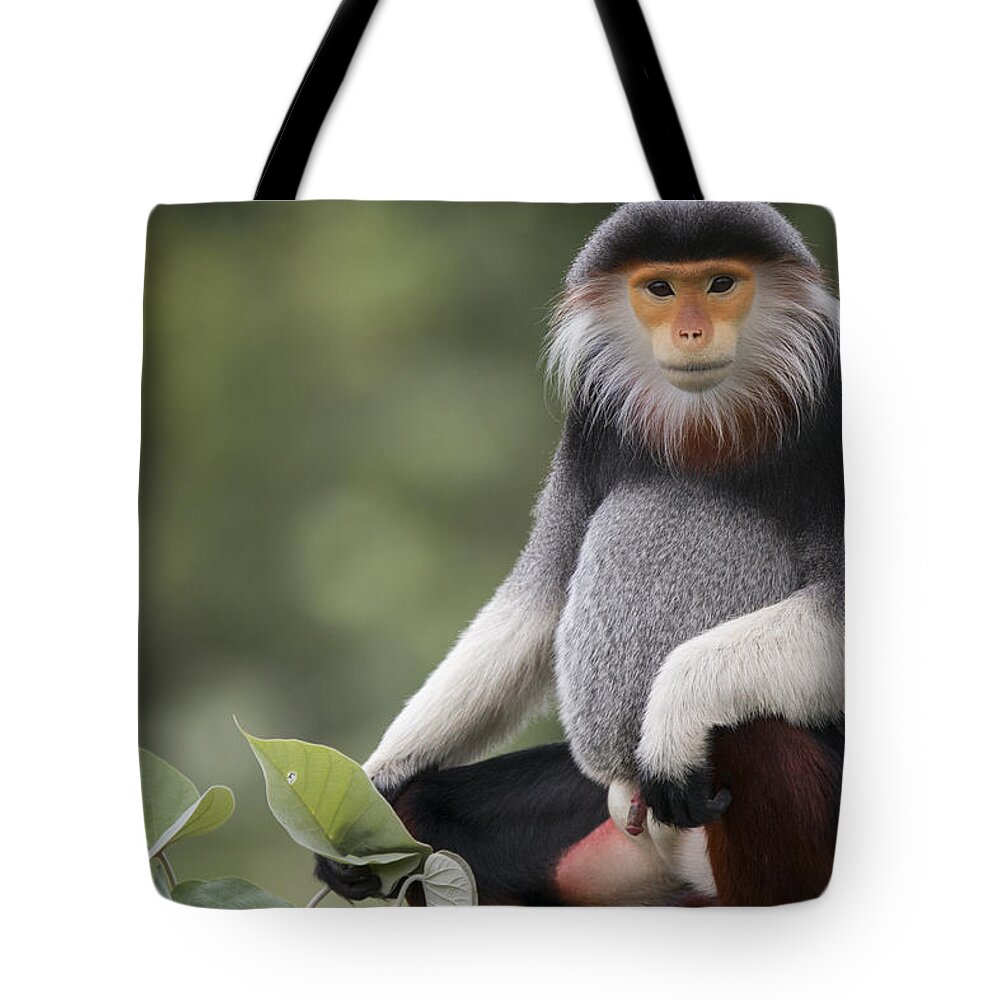 Cyril Ruoso Tote Bag featuring the photograph Douc Langur Male Vietnam by Cyril Ruoso