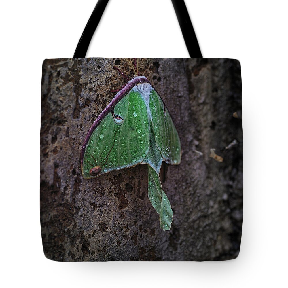 Luna Moth Tote Bag featuring the photograph Down on the Corner by Sue Capuano
