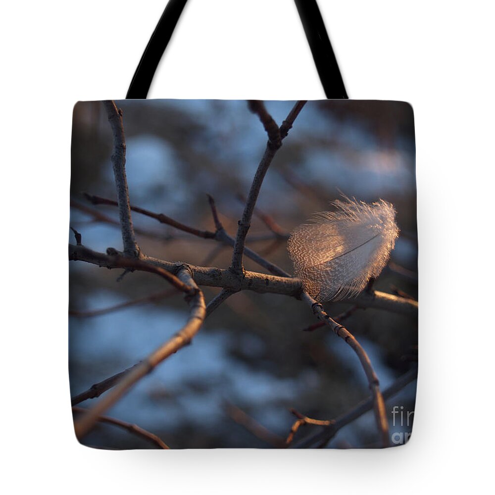 Branch Tote Bag featuring the photograph Downy Feather Backlit on Wintry Branch at Twilight by Anna Lisa Yoder