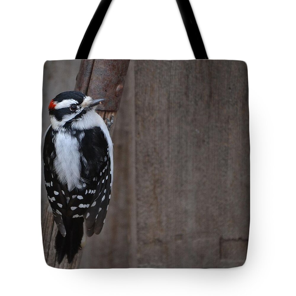 Downy Woodpecker- On A Shovel Handle And Wood Backdrop ~.limited Edition 2 Of 10(art-photography Images By Rae Ann M. Garrett- Raeann Garrett)- Woodpeckers- Small Birds- Black And White Spotted Woodpeckers- Tote Bag featuring the photograph Downy Portrait- limited edition  2 of 10 by Rae Ann M Garrett
