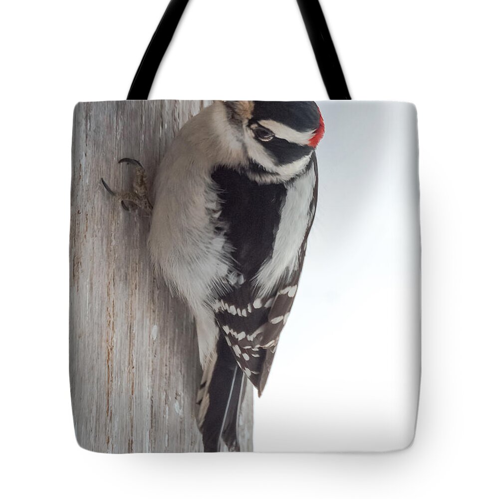 Downy Tote Bag featuring the photograph Downy Woodpecker by Holden The Moment