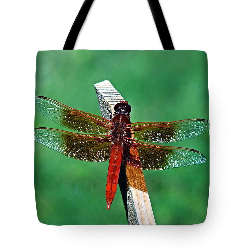 Dragonfly Tote Bag featuring the photograph Dragonfly by Nick Kloepping