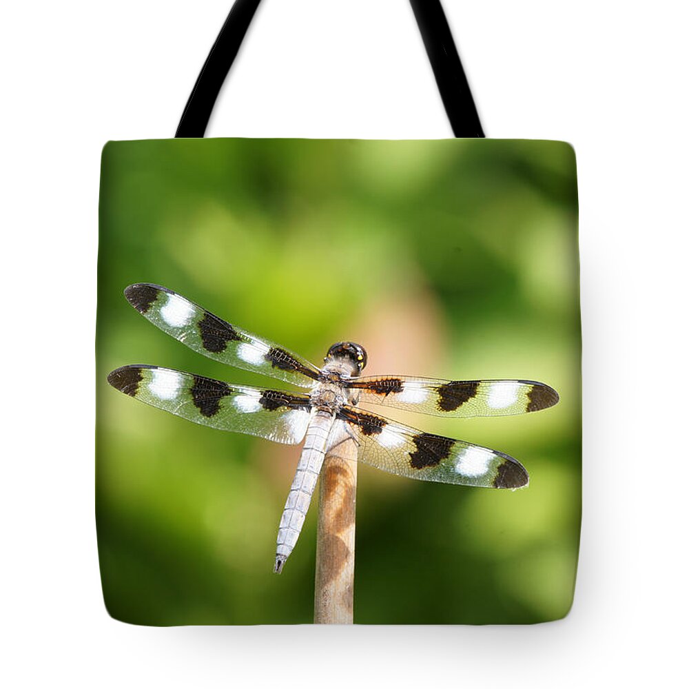 Twelve-spotted Skipper Tote Bag featuring the photograph Dragonfly On A Stick by Robert E Alter Reflections of Infinity