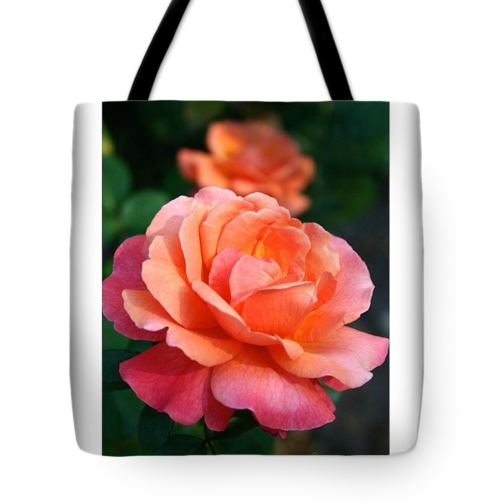 50shadesoforange Tote Bag featuring the photograph Duet In Orange (with A Touch Of Pink) by Anna Porter