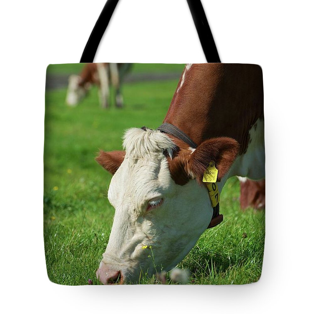 Grass Tote Bag featuring the photograph Dutch Cow by Verkoop Foto